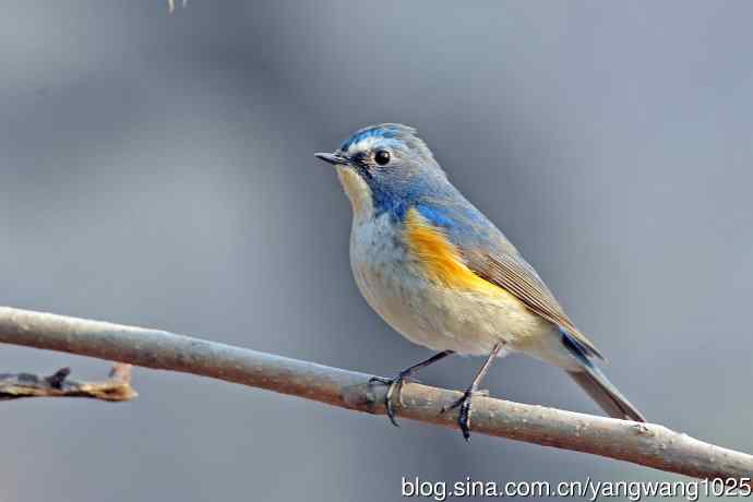 雄性红胁蓝尾鸲（29）