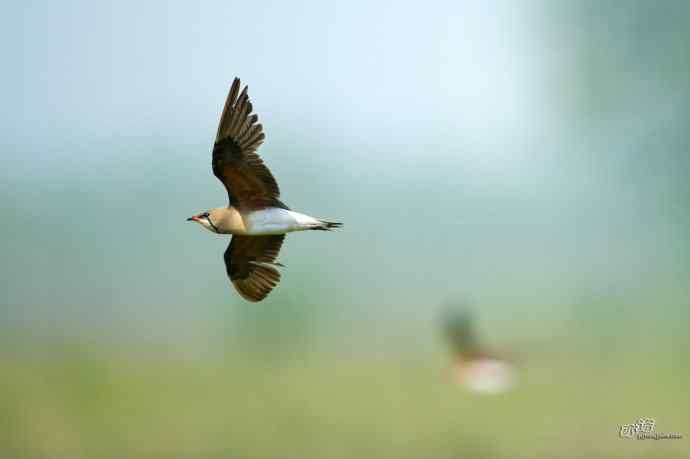 湖北襄阳的普通燕鸻 湖北襄阳的普通燕鸻