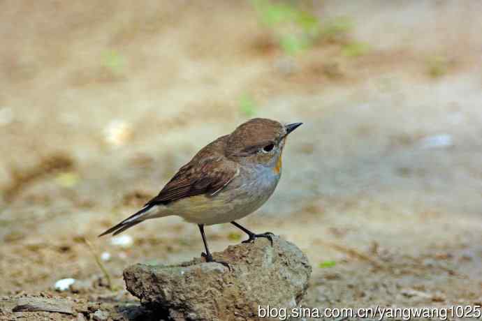 北京天坛公园的鸟类——雄性红喉姬鹟（15）