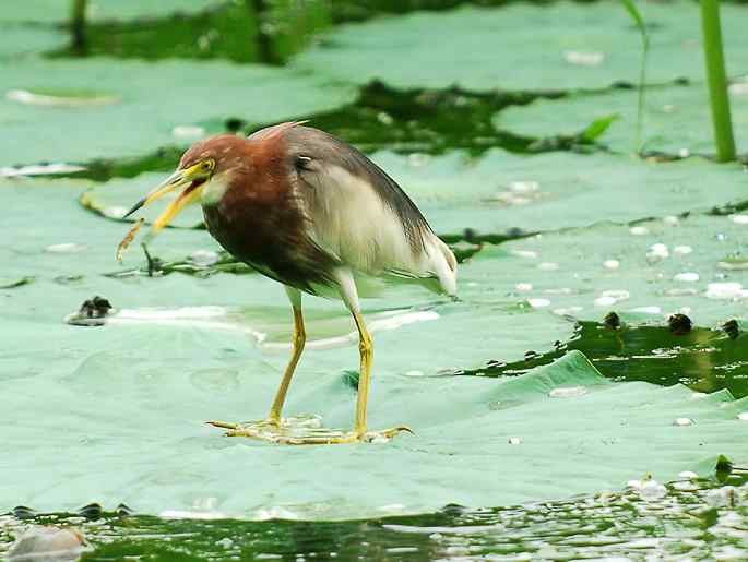 圆明园&nbsp;wbr路&nbsp;wbr荷塘深处觅食的池鹭