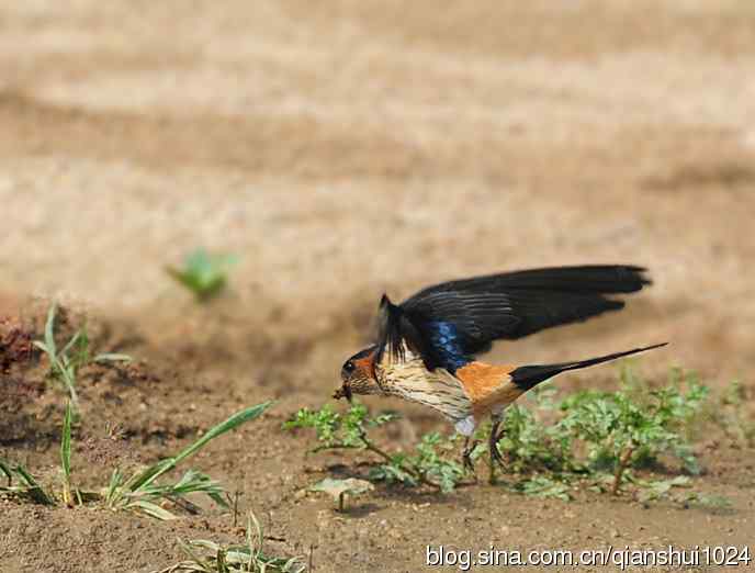 小燕子,穿花衣(金腰燕)