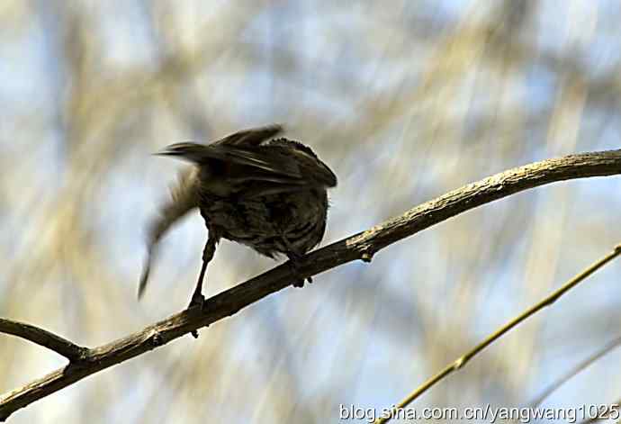 自然和谐的日坛公园（浴后）