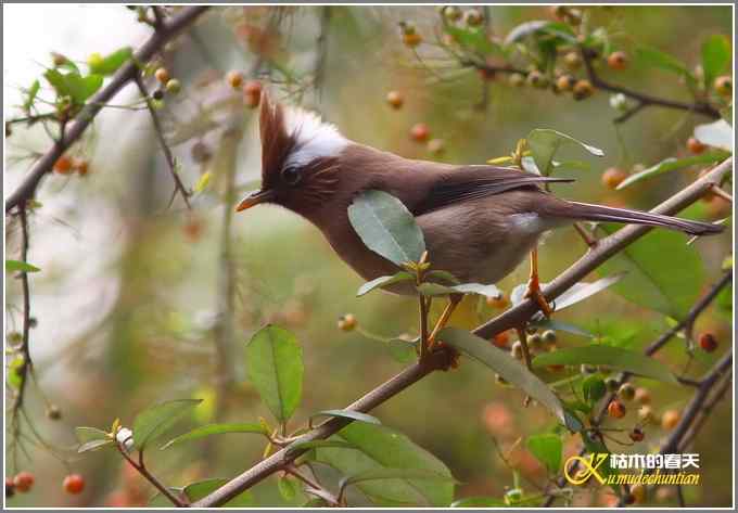 小鸟白领凤鹛【照片】