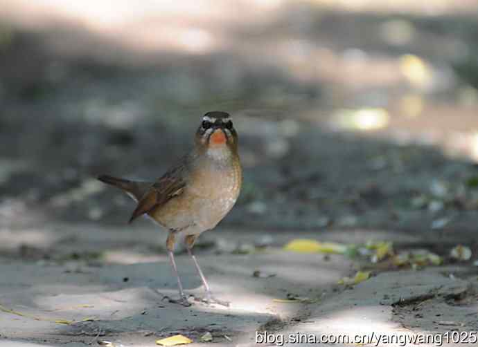 红喉歌鸲 红喉歌鸲