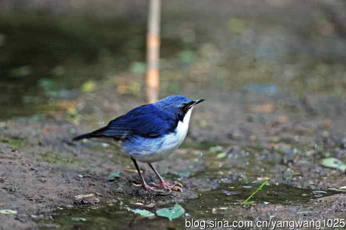 雄性蓝歌鸲（7）