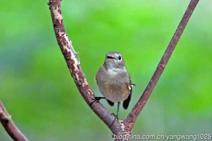 秋天的红喉姬鹟（6）