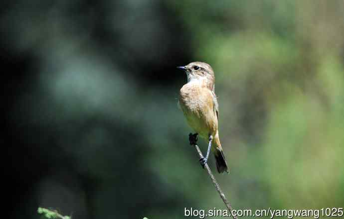 雌性黑喉石鵖（5）