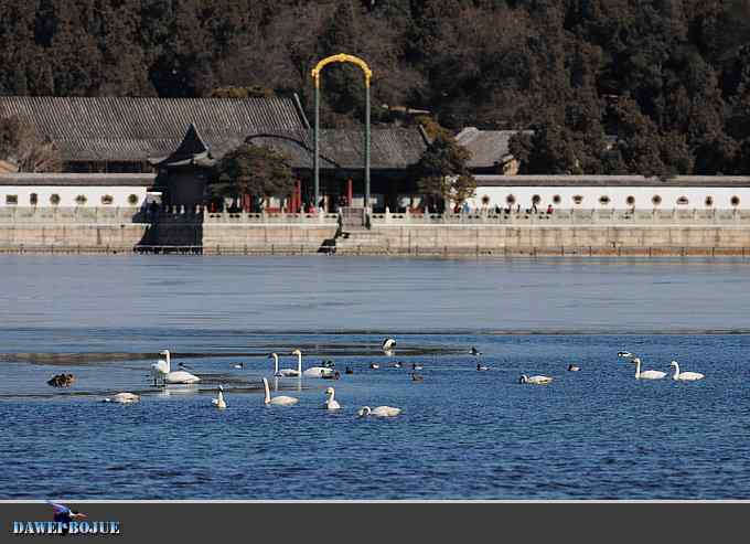 三月到昆明湖看天鹅 三月到昆明湖看天鹅