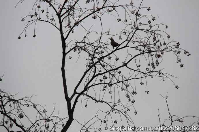 151.圣诞节送上12月份拍新鸟 151.圣诞节送上12月份拍新鸟