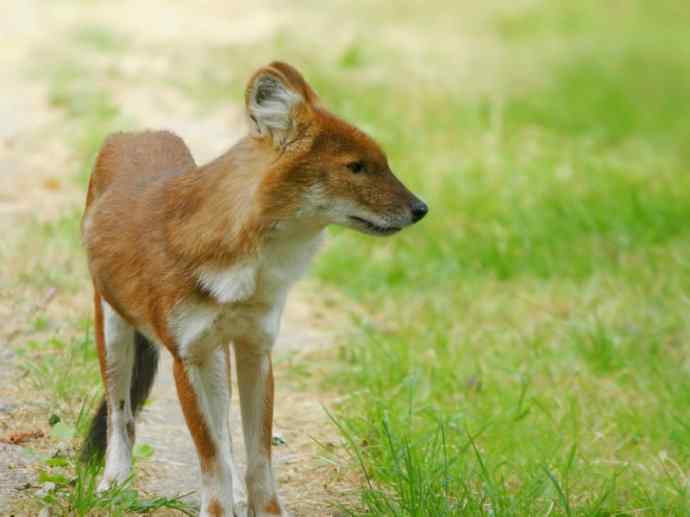 犬科：薮犬亚科豺属之豺