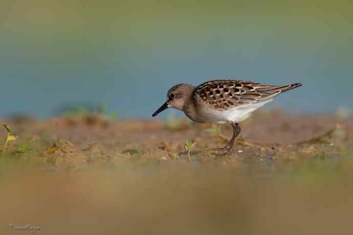 野鸭湖.红颈滨鹬