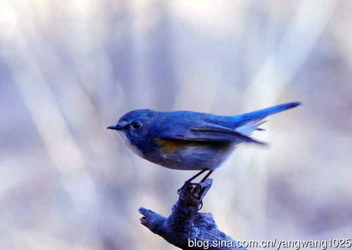 雄性红胁蓝尾鸲（3）