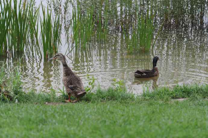 北京动物园的鸟类——午休