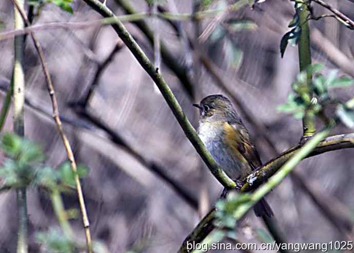 北京动物园的鸟类——红胁蓝尾鸲（雌性）