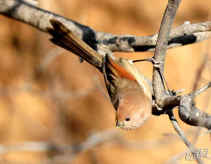 北京昌平&nbsp;wbr路&nbsp;wbr棕头鸦雀