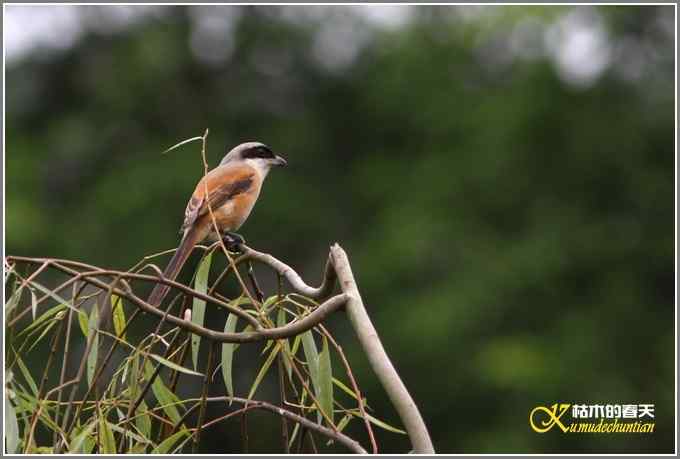 伯劳与白鹭【照片}
