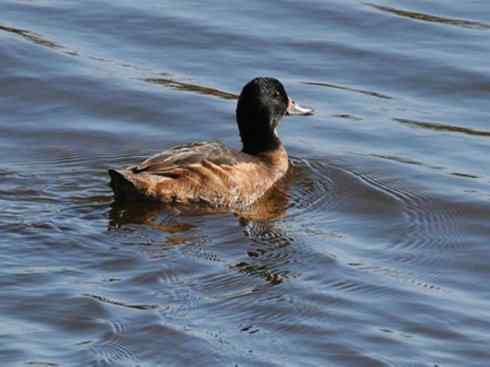 猎奇：十大奇异的雁鸭之二（草雁、埃及雁、绿翅雁、距翅雁、黑头鸭）