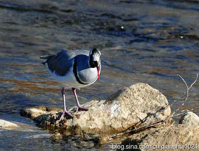 再遇鹮嘴.喜出望外
