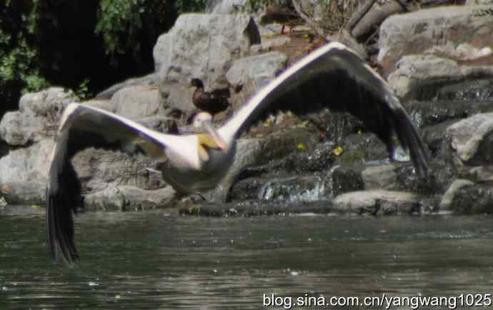 鹈鹕(抓拍) 鹈鹕(抓拍)