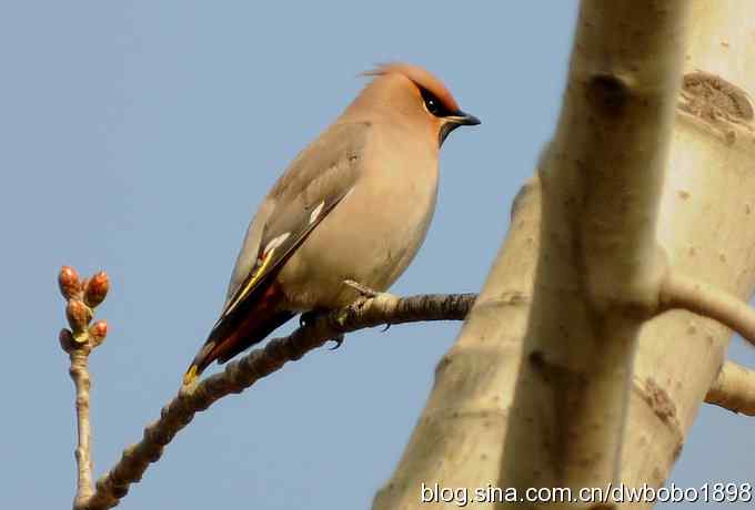 太平鸟归来 太平鸟归来