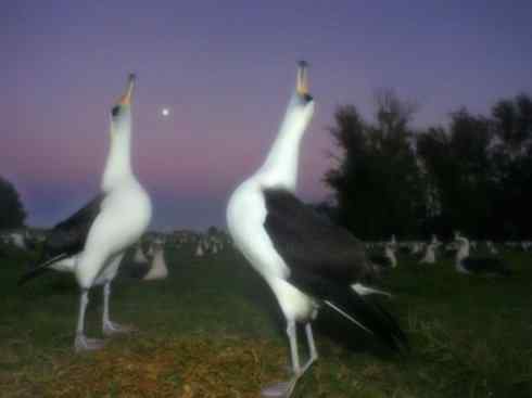 鸟类之最：漂泊信天翁