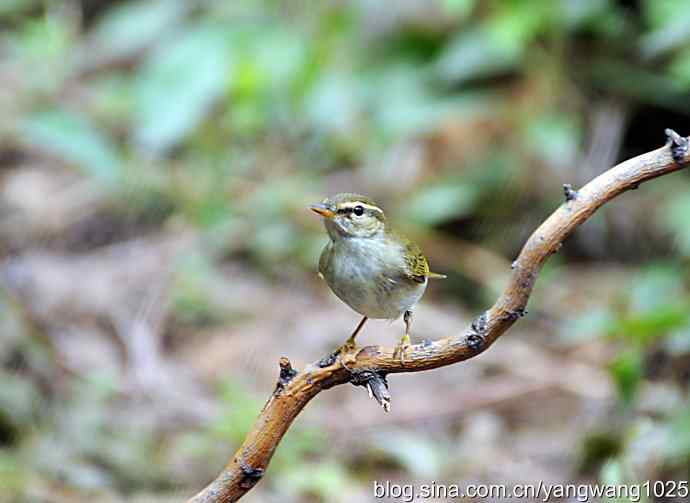极北柳莺（枝头）2
