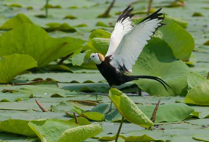 水雉：凌波一跃百媚生*
