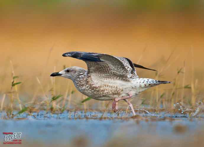 官厅水库&nbsp;wbr路&nbsp;wbr蒙古银鸥