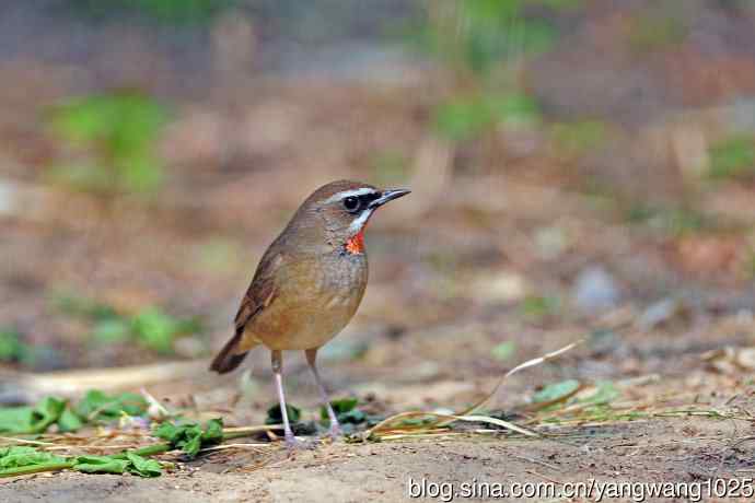雄性红喉歌鸲（18）