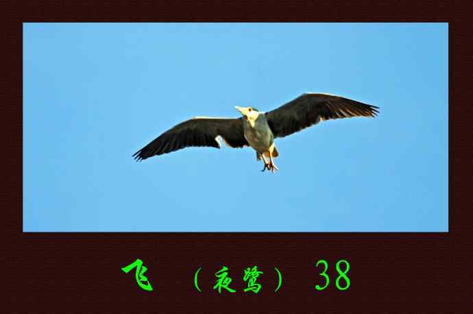 飞（夜鹭）38