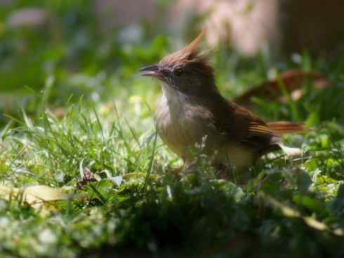 家禽驯化之源之三十（红耳鹎、领雀嘴鹎）