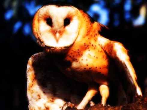 猎奇：十大奇异鸟类之二（极乐鸟、火烈鸟、猴面鹰）