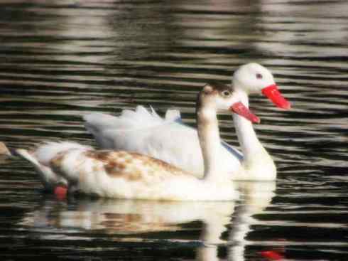 猎奇：十大奇异的雁鸭之一（叫鸭、天鹅）
