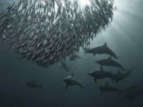 自然奇观：动物大迁徙(沙丁鱼)