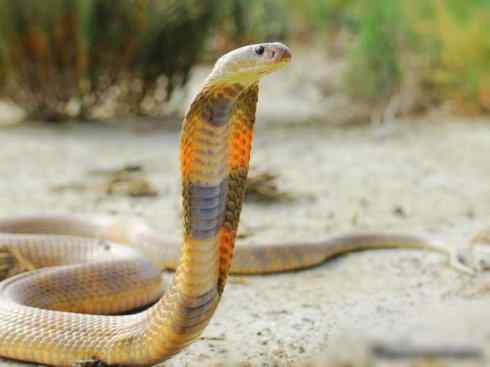 龙:传说的兽原型探秘(眼睛蛇类) 龙:传说的兽原型探秘(眼睛蛇类)