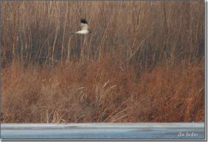 野鸭湖猛禽-白尾鹞