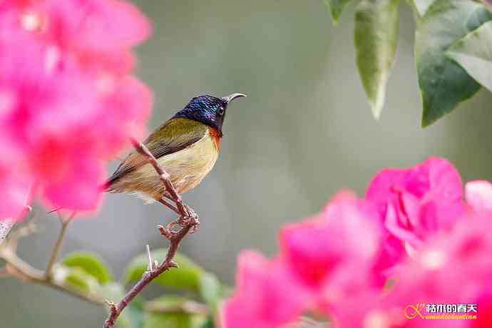 我的“太阳”——厦门拍“叉尾太阳鸟”