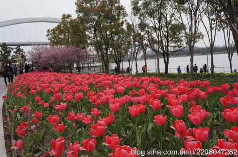 181.南园郁金香 181.南园郁金香