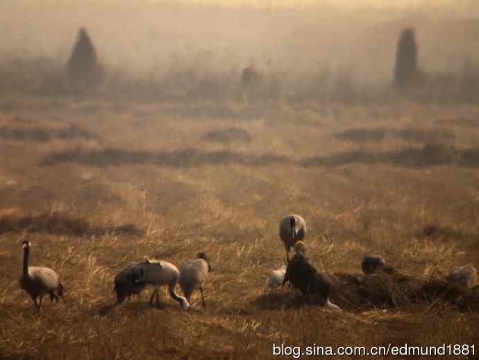 野外的珍禽丹顶鹤-穷人大炮及望远镜拍摄