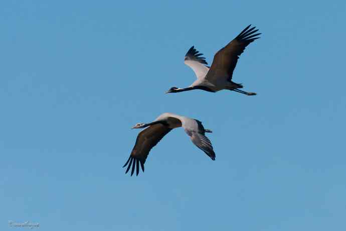 鹤舞秋风劲 蓝天浮云长