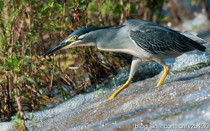 夏日绿鹭（组图，6张图片）
