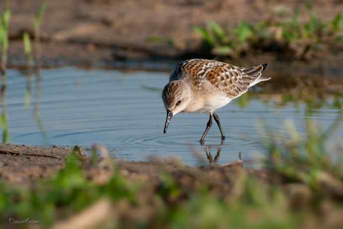 野鸭湖.红颈滨鹬
