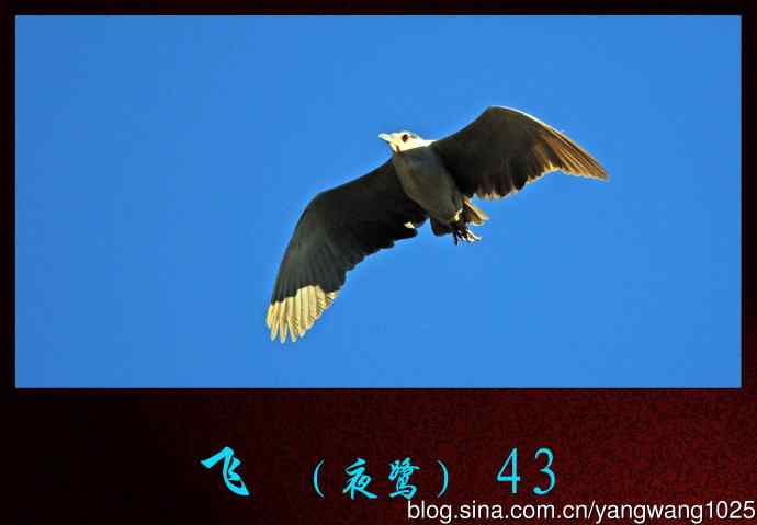 飞（夜鹭）43