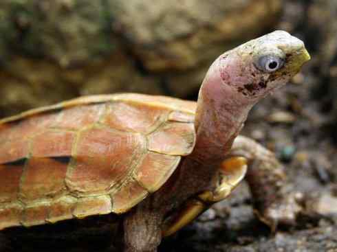 玄武：传说的兽原型探秘（潮龟）