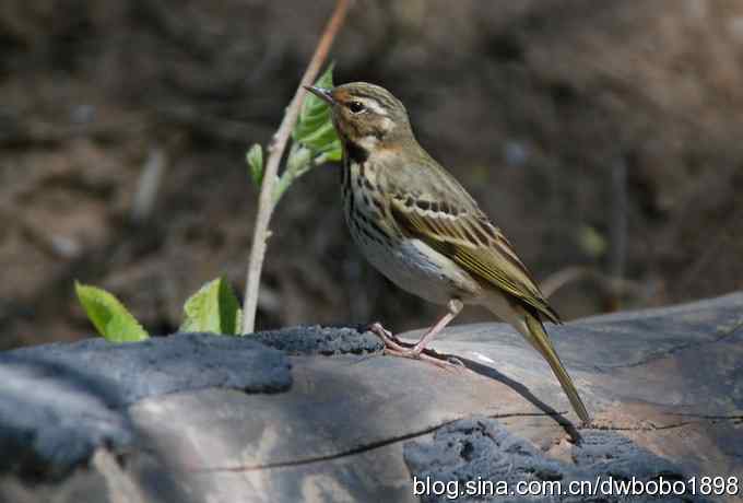 朱雀和北宫的鸟