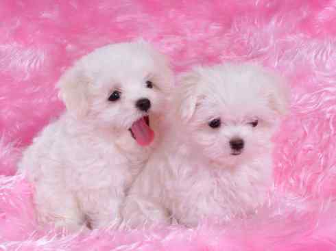 犬科：犬亚科犬属之澳洲野犬、歌唱犬、家犬