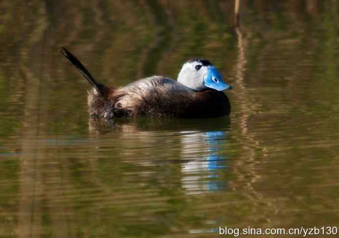记录易危物种白头硬尾鸭（组图，8张图片）