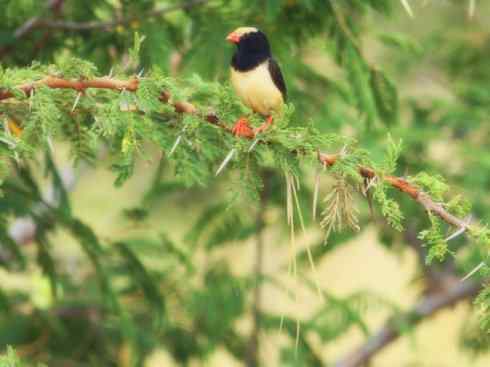 美丽无罪：雀鸟之寡妇鸟