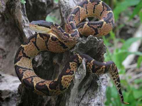 龙：传说的兽原型探秘（响尾蛇类）