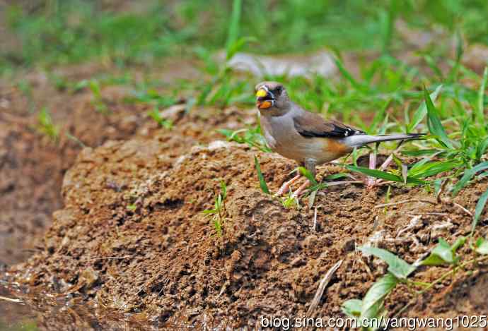 蜡嘴雀(2) 蜡嘴雀(2)